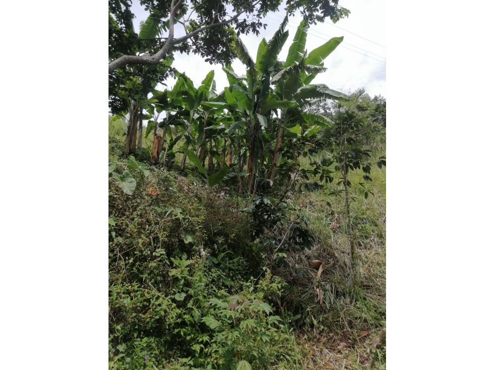 VENDO FINCA EN PIJAO - 3