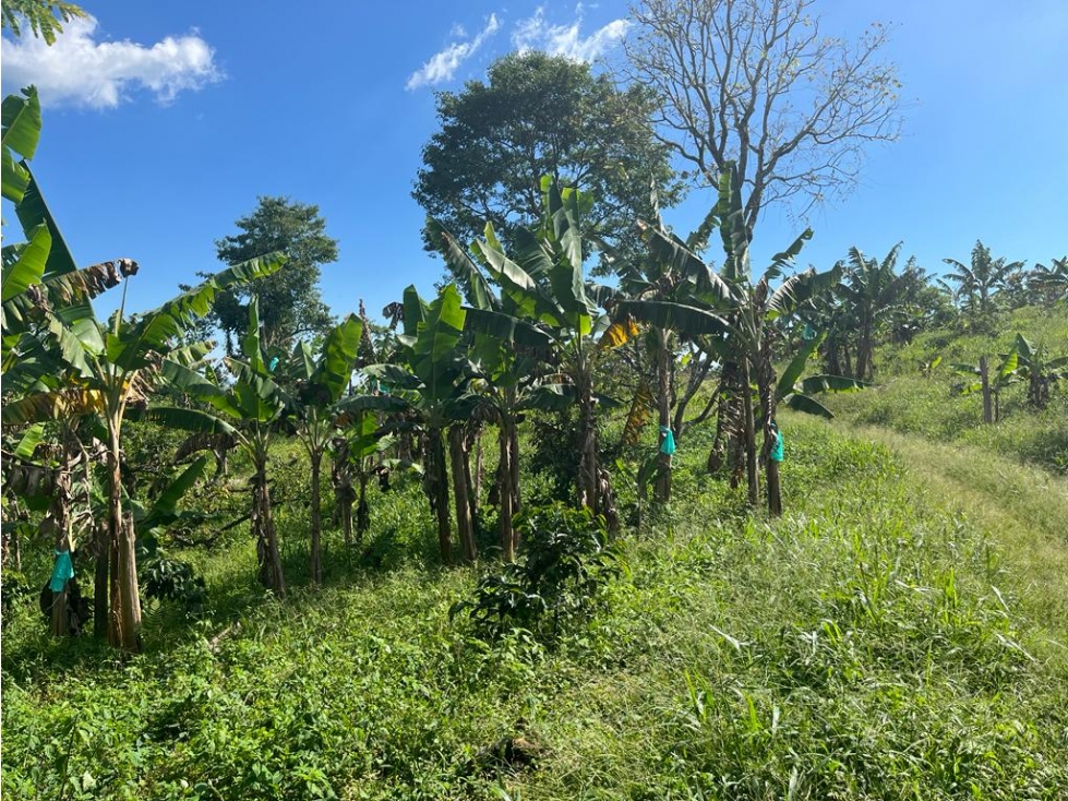 VENDO FINCA EN QUIMBAYA - 4