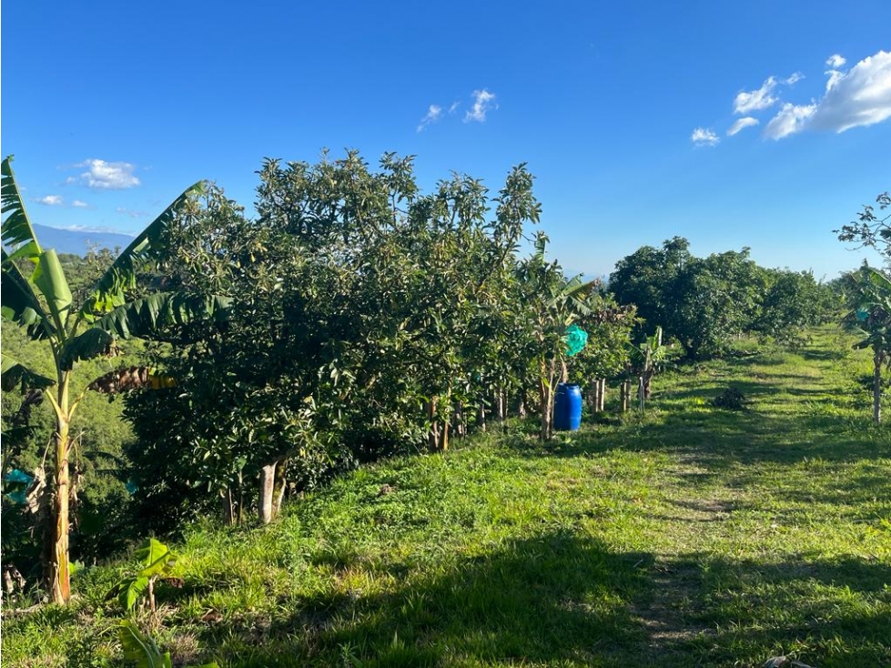 VENDO FINCA EN QUIMBAYA - 5