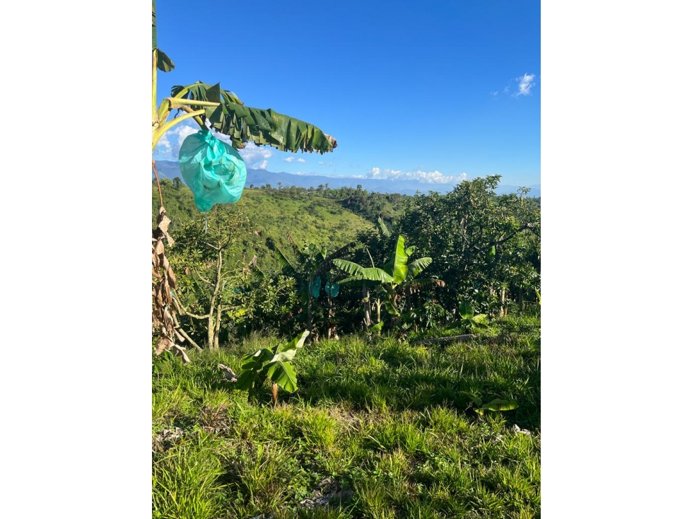 VENDO FINCA EN QUIMBAYA - 6