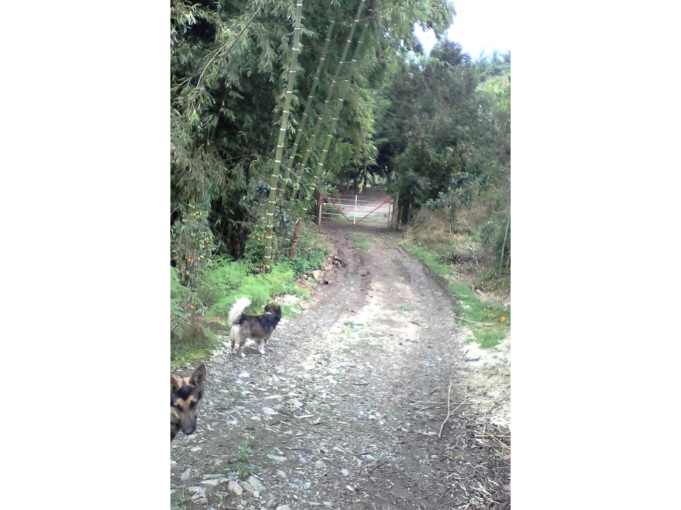 Finca + Cantera en Abejorral: 30.000m² con Alto Potencial de Inversión - 3