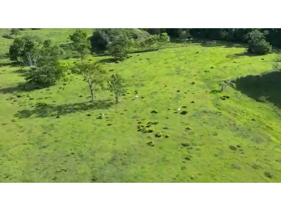 Venta de Hacienda Ganadera Vereda La Quiebra Puerto Boyacá - 5