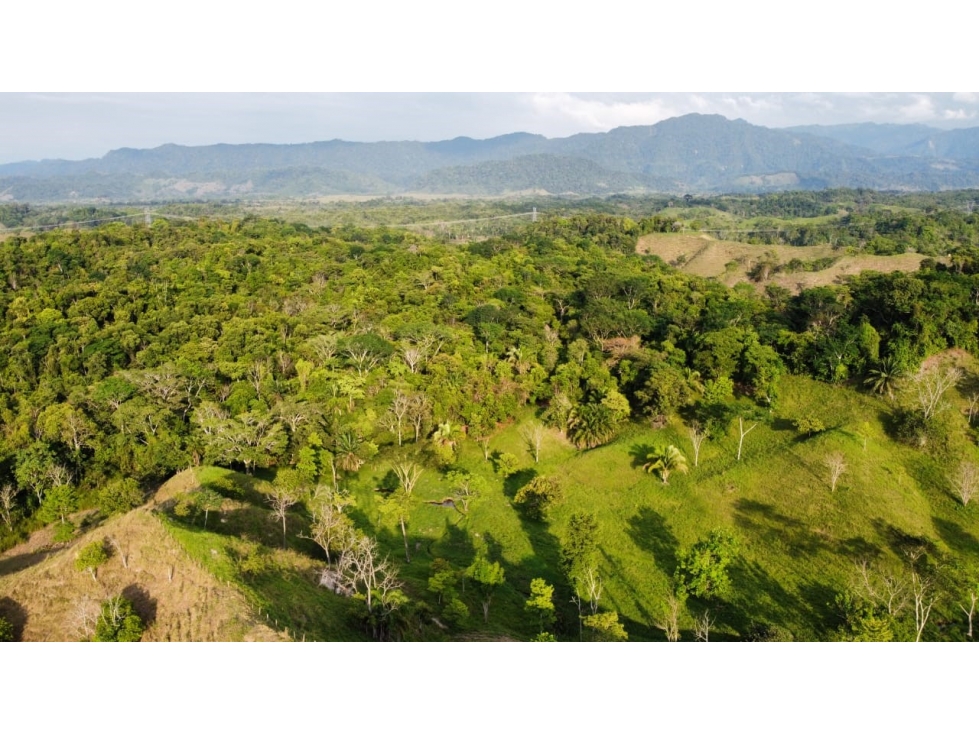 Venta de Hacienda Ganadera Vereda La Quiebra Puerto Boyacá - 3