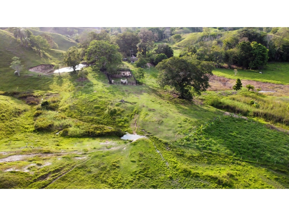 Venta de Hacienda Ganadera Vereda La Quiebra Puerto Boyacá - 4