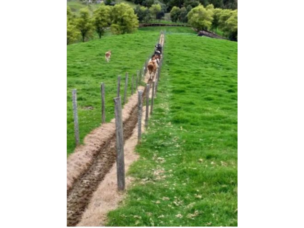Venta de Finca Lechera Vereda La Ranchería Sonsón - 5