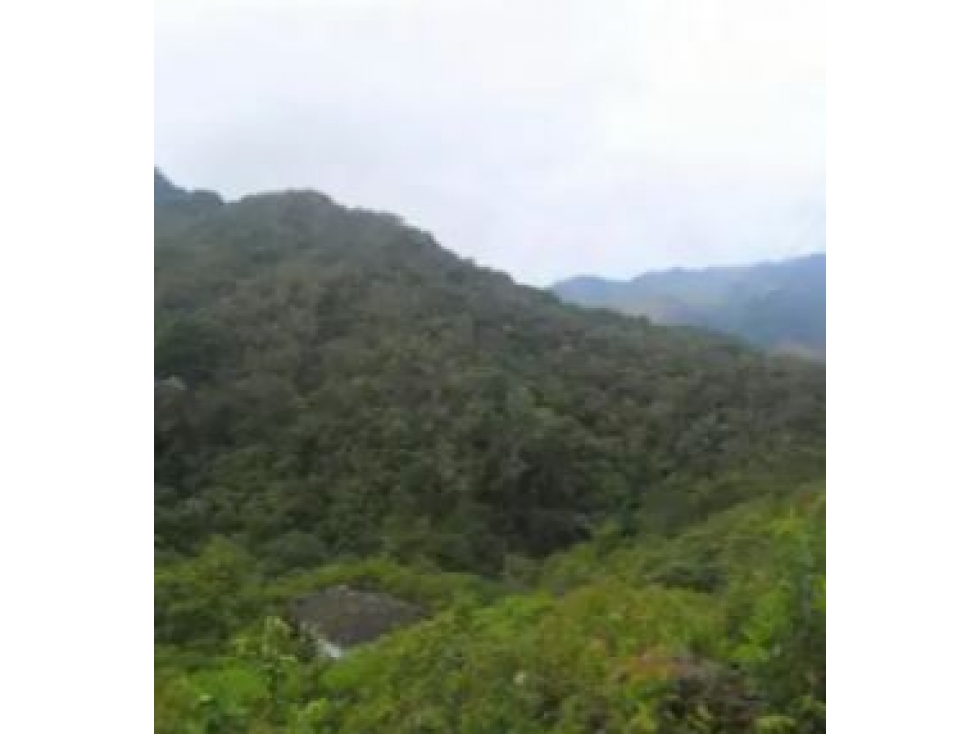 Venta de Finca Vereda Yarumal Abejorral - 2