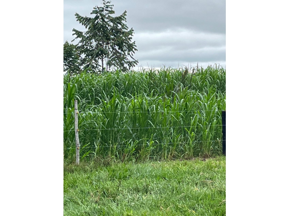 Finca 97Ha en Puerto Parra | Frente a Panamericana e Infraestructura - 2