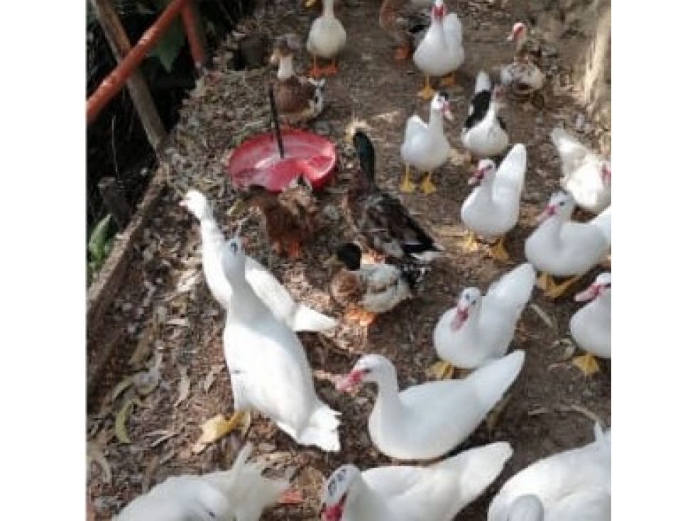 Venta de Finca Hotel Vereda La Volcana San Sebastián de Palmitas — foto 4