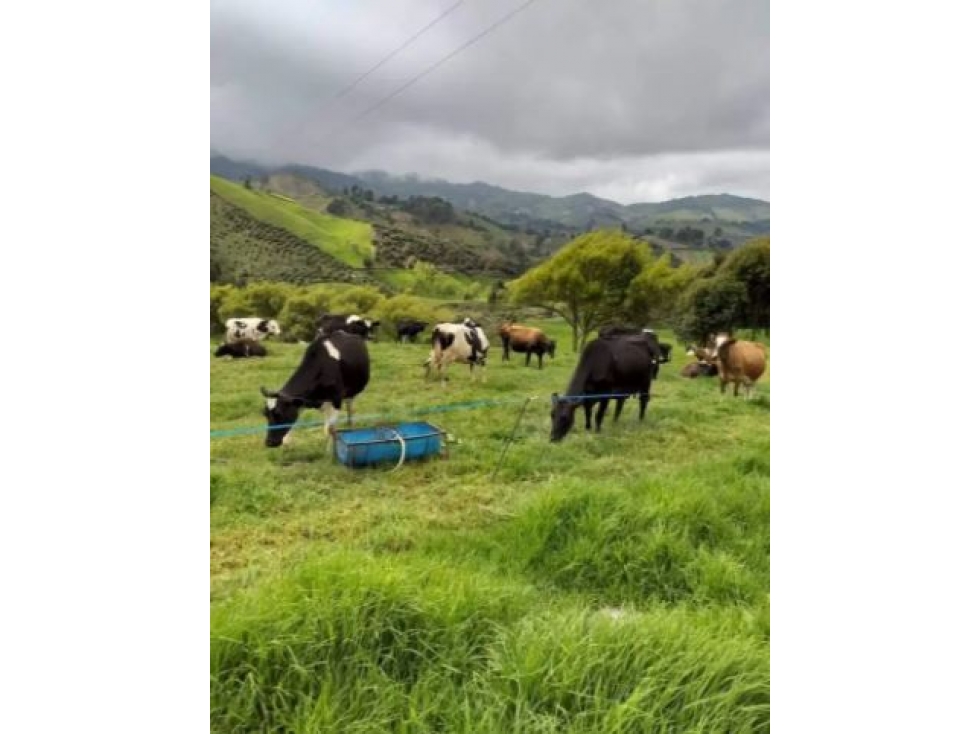 Venta de Finca Lechera Vereda La Ranchería Sonsón - 6