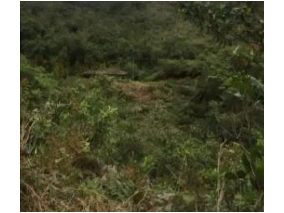 Venta de Finca Vereda Yarumal Abejorral - 3