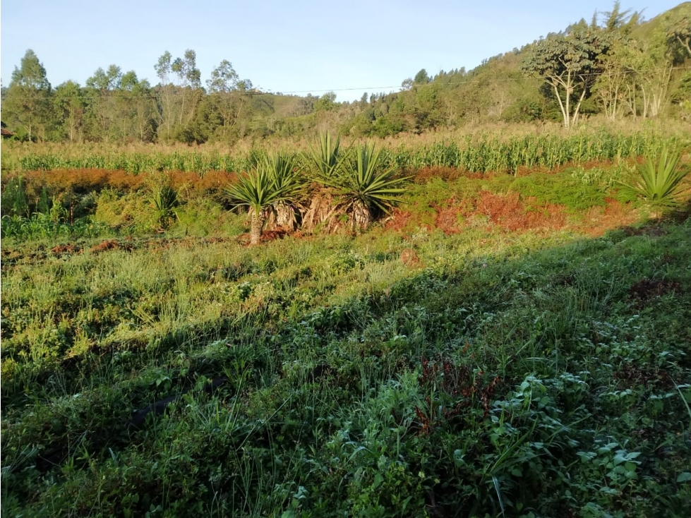 Venta de Lote Sector Vereda La Enea San Vicente — foto 3