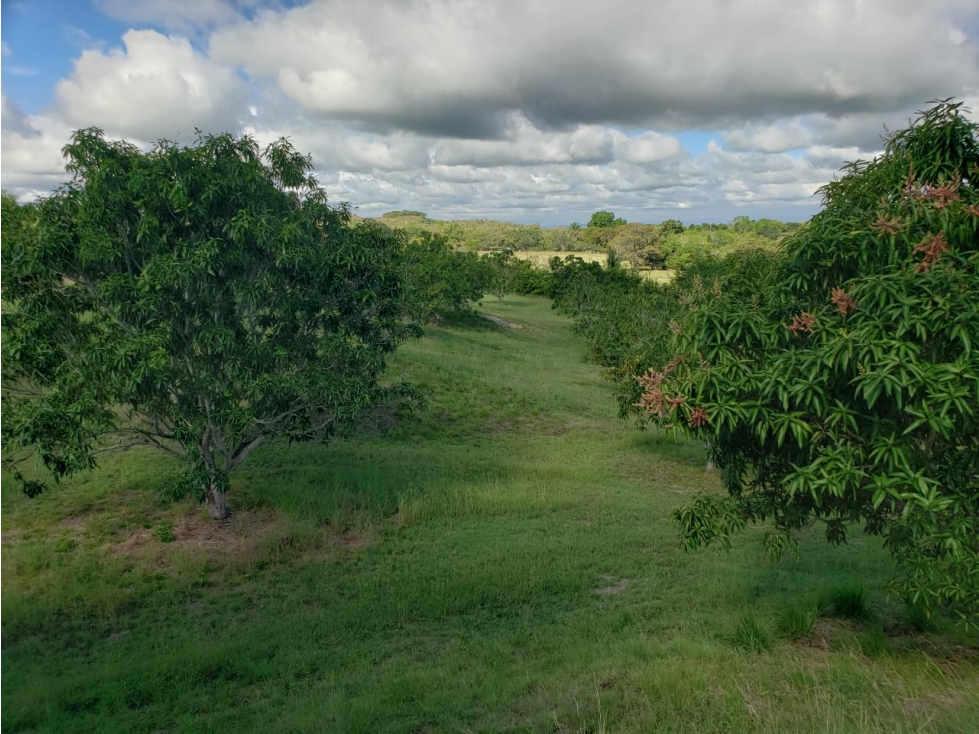 Vencambio Finca Agroindustrial Vereda La Pastorcita Suarez Tolima - 4