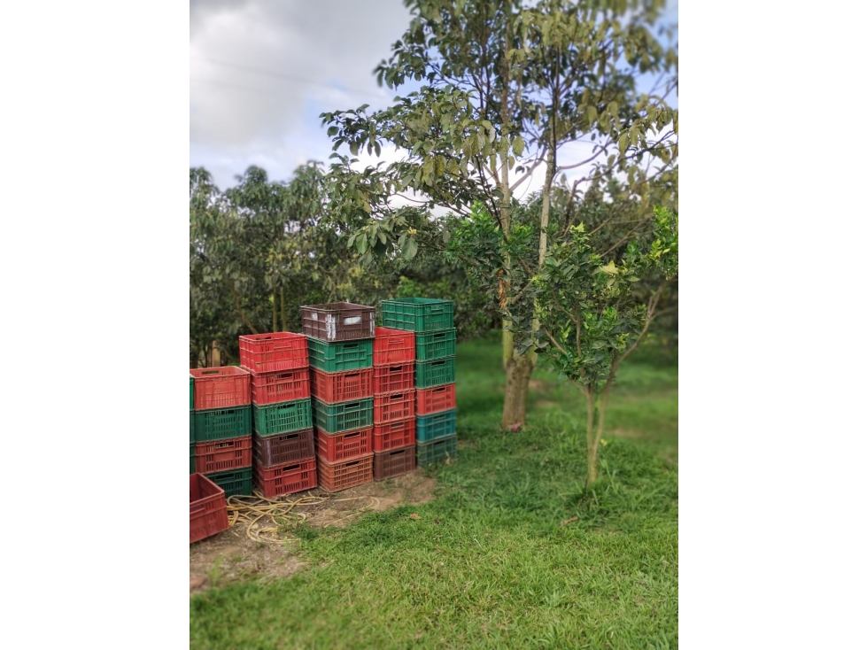 Finca 7.8Ha en Bucaramanga Vereda Puyana | Lagos, Cítricos y Renta - 3