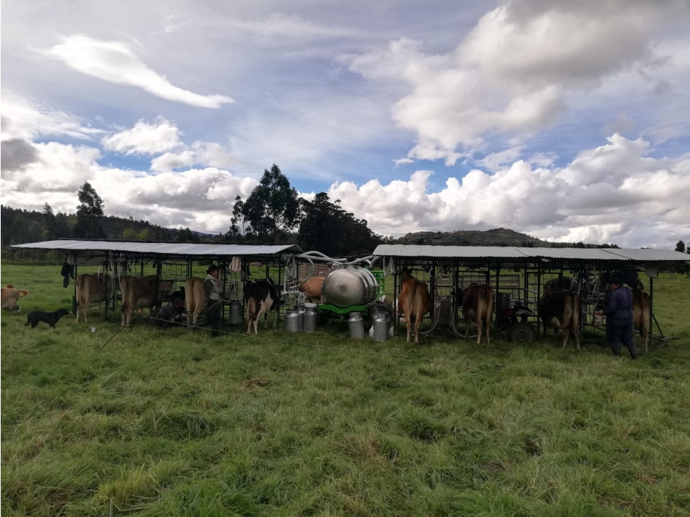 Finca Ganadera 50 Fanegadas Ubaté | 170 Reses, Río y Puerta Cerrada - 3