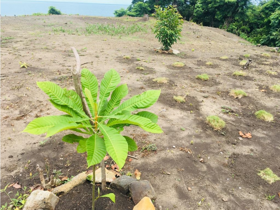 Venta de Lote Sector Vía al Hoyito Puerto Escondido - 5