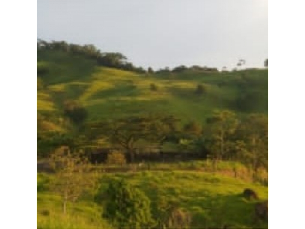 Venta de Finca Vereda El Marfil Puerto Boyacá - 4