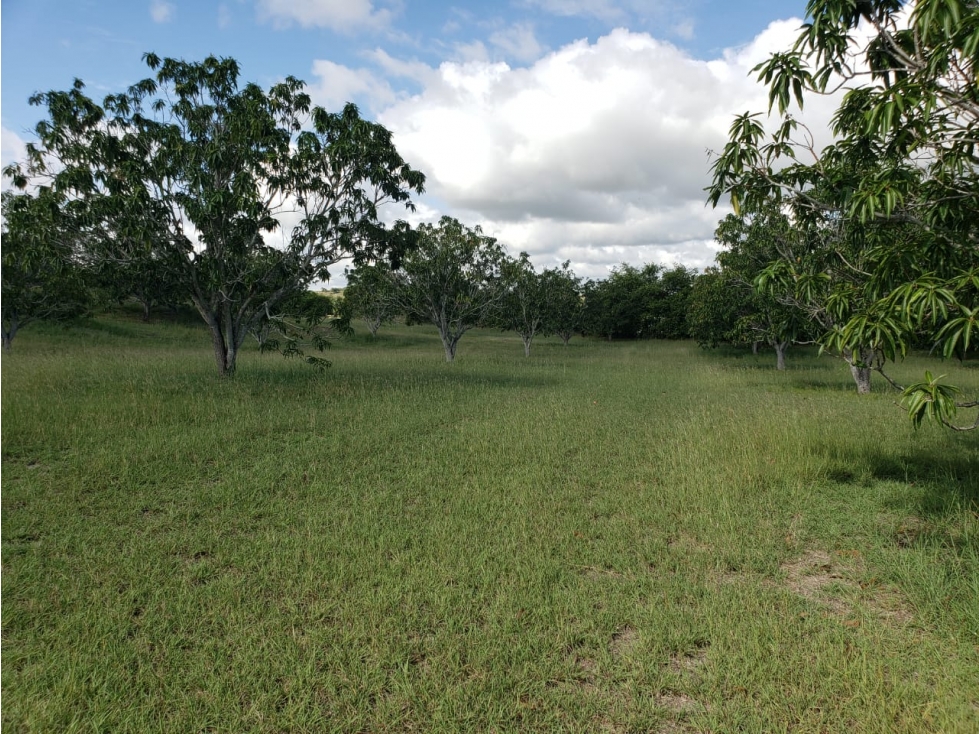 Vencambio Finca Agroindustrial Vereda La Pastorcita Suarez Tolima - 5