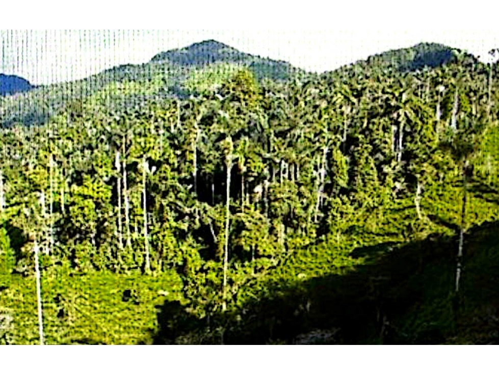 Venta 50% Proyecto Minero Esmeraldas en Pauna Boyacá - 4