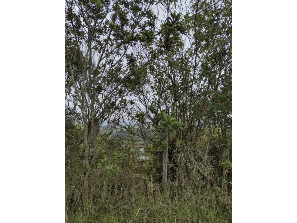 Lote 10.000m² La Ceja | Subdivisible en 4 Lotes, Sector Lomitas - 4