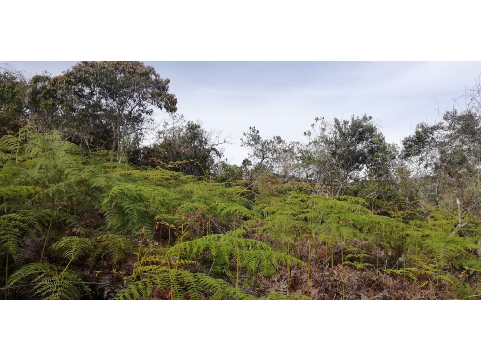 Venta de Lote Vereda Las Cruces San Vicente — foto 5