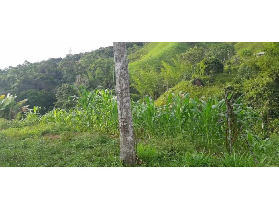 Venta de Lote Sector Vereda La Luz San Rafael - 6