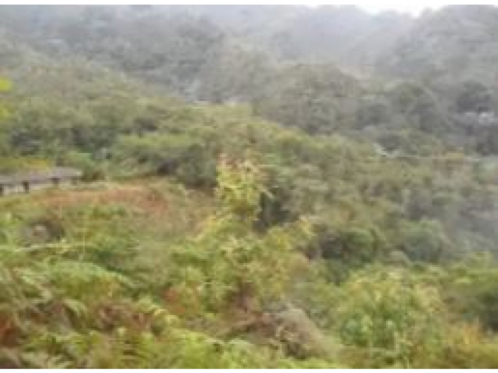 Venta de Finca Vereda Yarumal Abejorral - 5