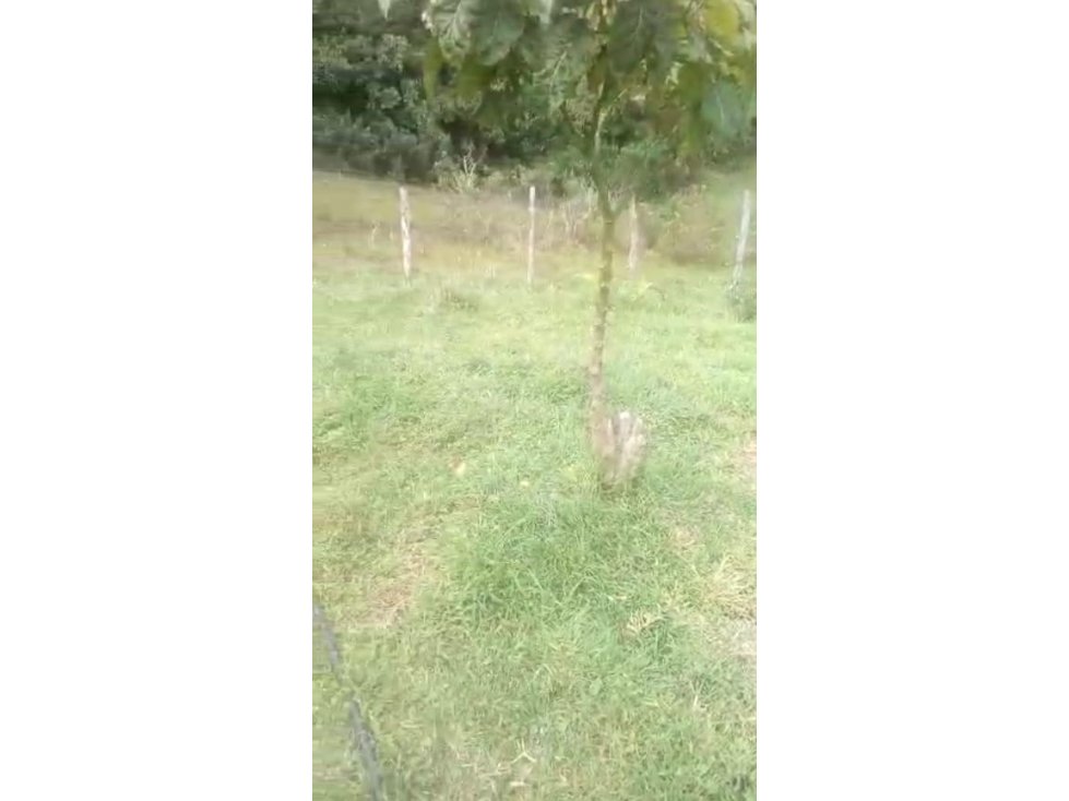 Venta de Finca Vereda Santa Catalina Abejorral - 5