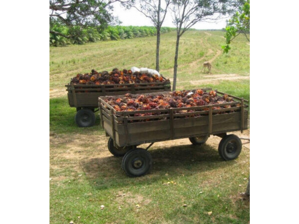 Vencambio Hacienda de Trabajo Agroindustrial de Palma de Aceite - 5