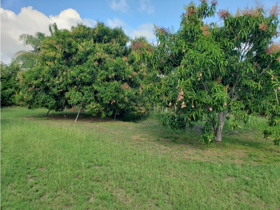 Vencambio Finca Agroindustrial Vereda La Pastorcita Suarez Tolima - 6