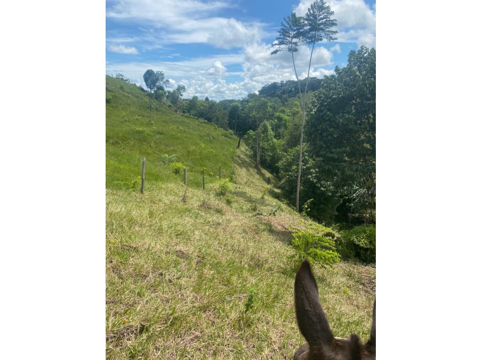 Finca 97Ha en Puerto Parra | Frente a Panamericana e Infraestructura - 5