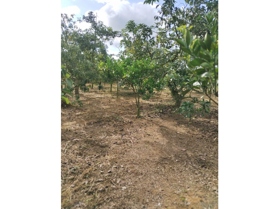 Finca 7.8Ha en Bucaramanga Vereda Puyana | Lagos, Cítricos y Renta - 5
