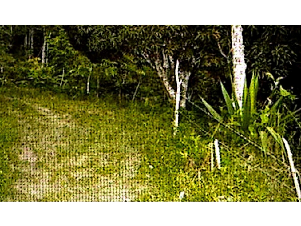 Venta 50% Proyecto Minero Esmeraldas en Pauna Boyacá - 5