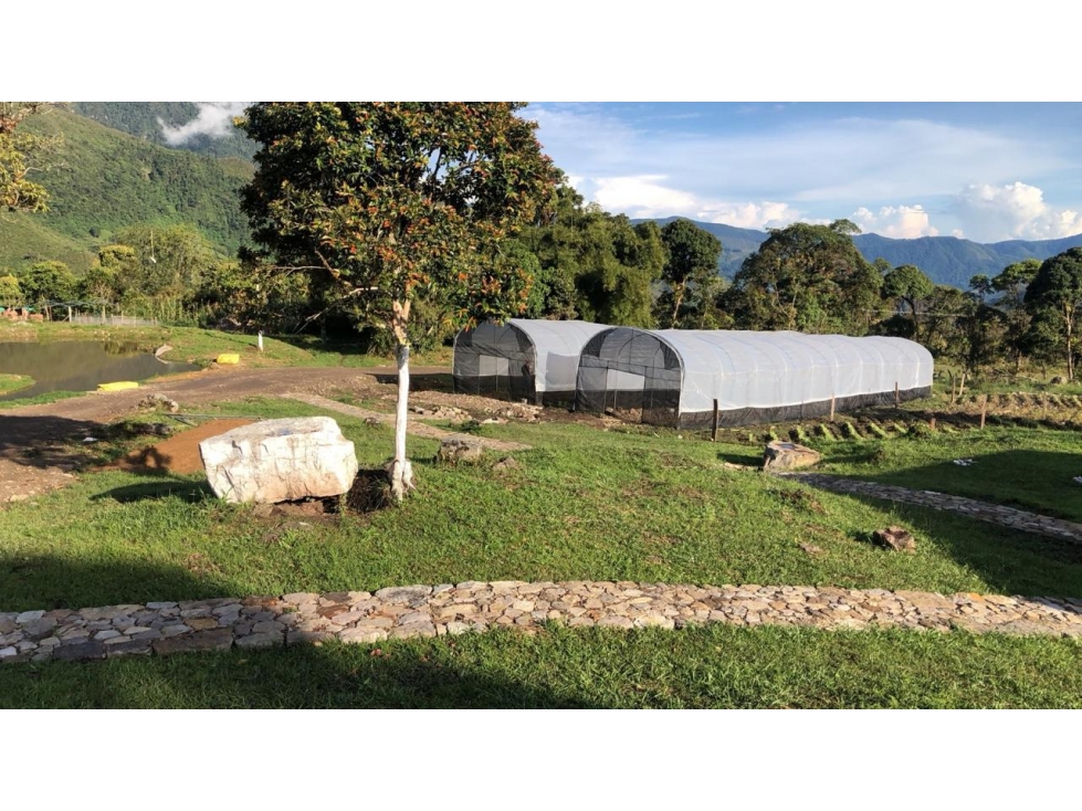 Predio 22Ha en Pajarito, Licencias Cannabis de Cultivo y Exportación - 5