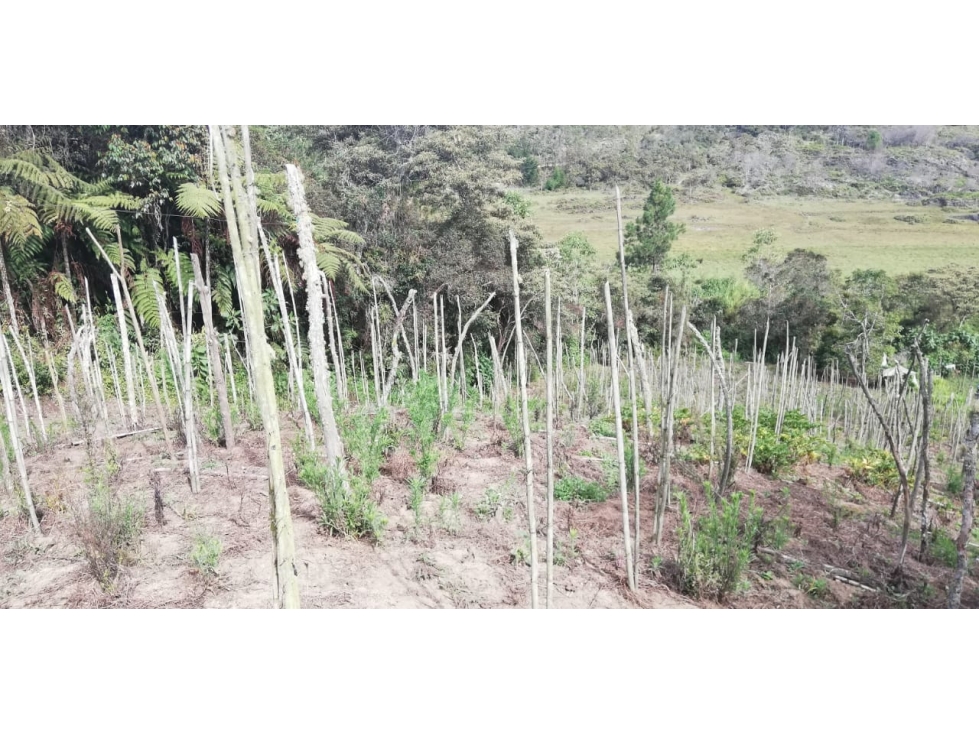 Venta de Lote Vereda Las Cruces San Vicente — foto 6
