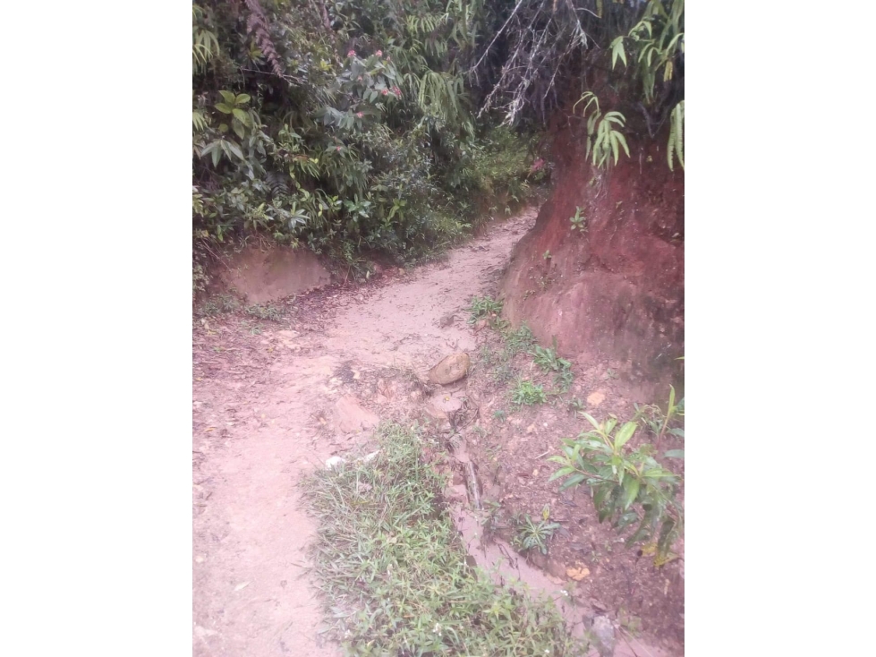 Venta de Finca Vereda Santa Catalina Abejorral - 6
