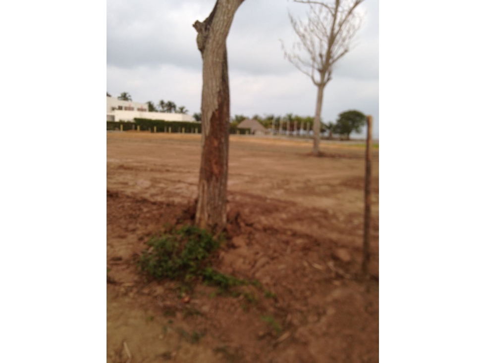 Venta de Lote AFrente de la Playa Vía Cienaga El Francés - 6
