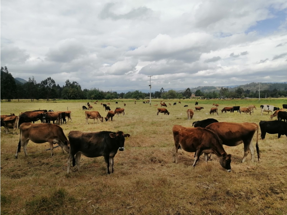 Finca Ganadera 50 Fanegadas Ubaté | 170 Reses, Río y Puerta Cerrada - 6