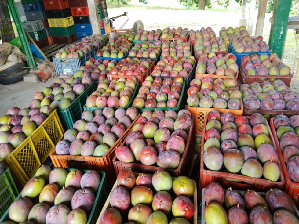 Vencambio Finca Agroindustrial Vereda La Pastorcita Suarez Tolima - 1
