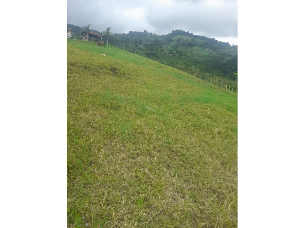 VENDO FINCA GANADERA VIA PEREIRA MARSELLA
