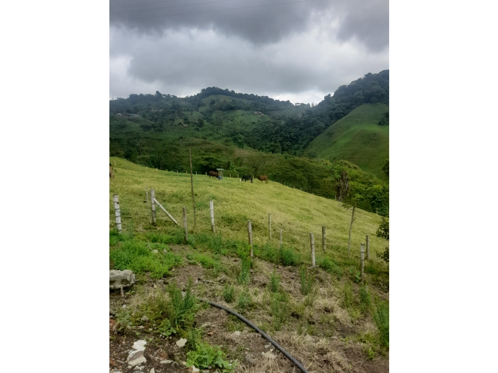 VENDO FINCA GANADERA VIA PEREIRA MARSELLA — foto 2