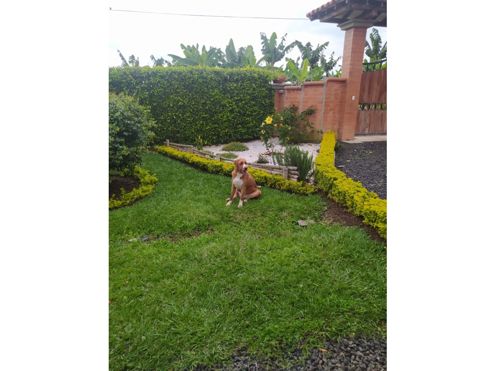 VENDO FINCA MORELIA PEREIRA — foto 4