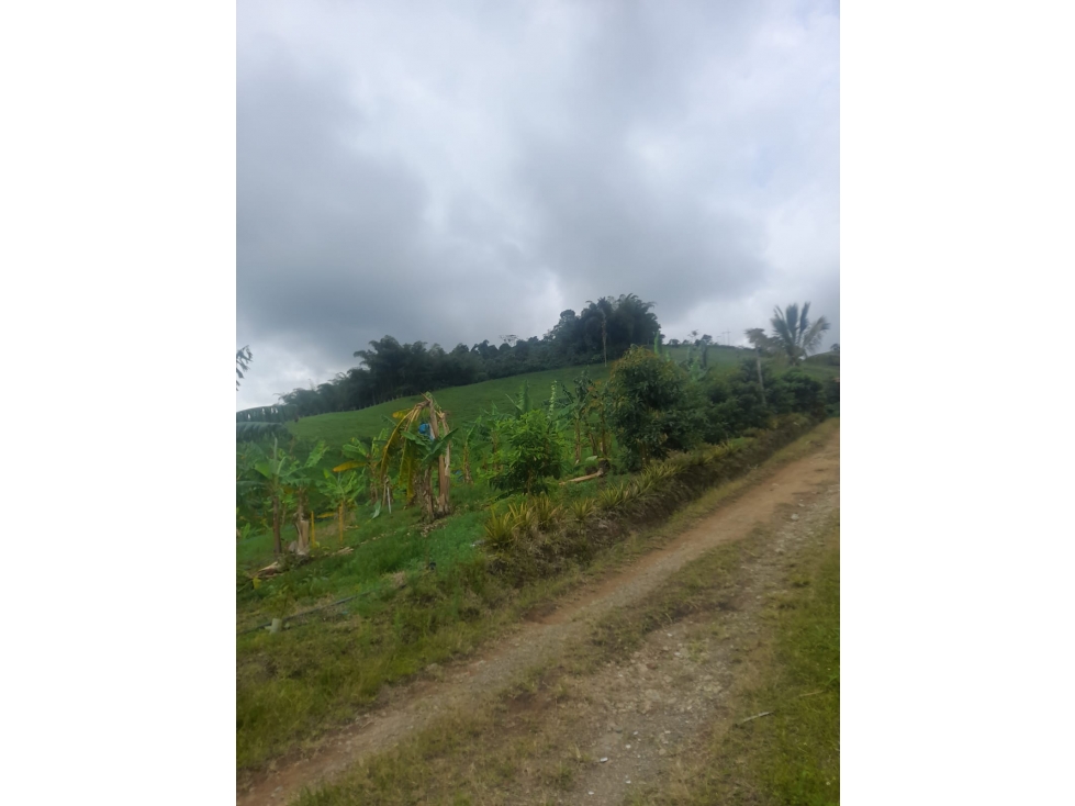 VENDO FINCA GANADERA VIA PEREIRA MARSELLA — foto 4