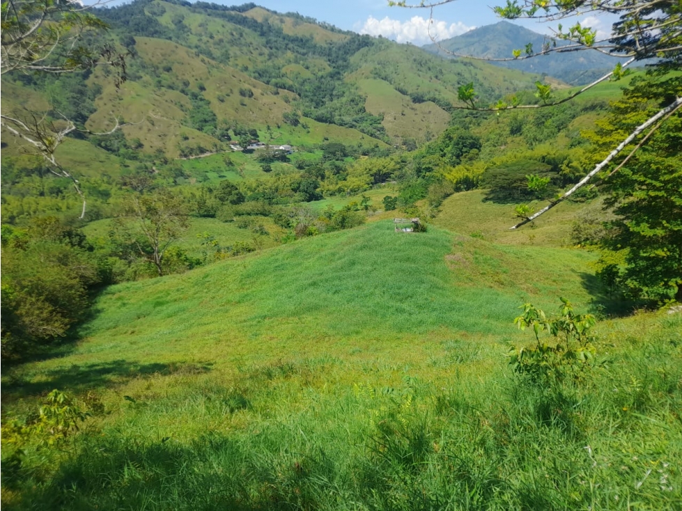 VENDO FINCA GANADERA A 20 MINUTOS DE COMBIA — foto 4