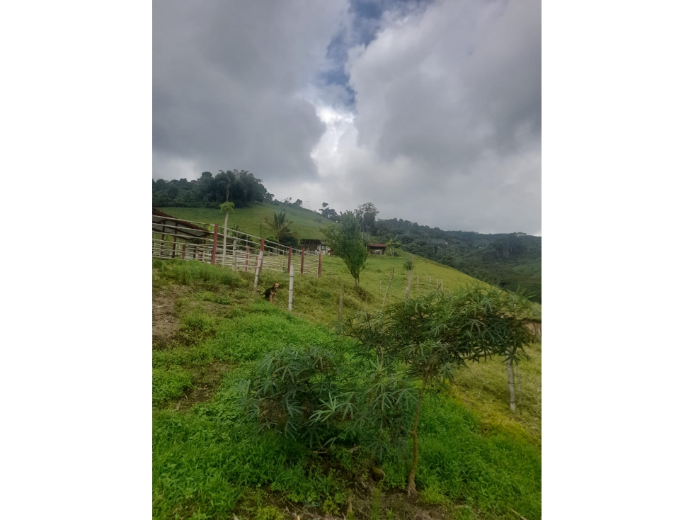 VENDO FINCA GANADERA VIA PEREIRA MARSELLA — foto 5