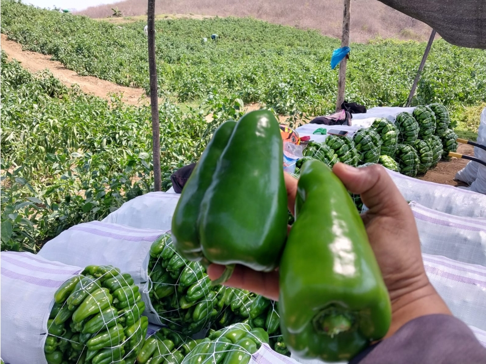 Finca Agrícola en Venta , Vía Calicanto Santa Elena 31,88 hectáreas - 1
