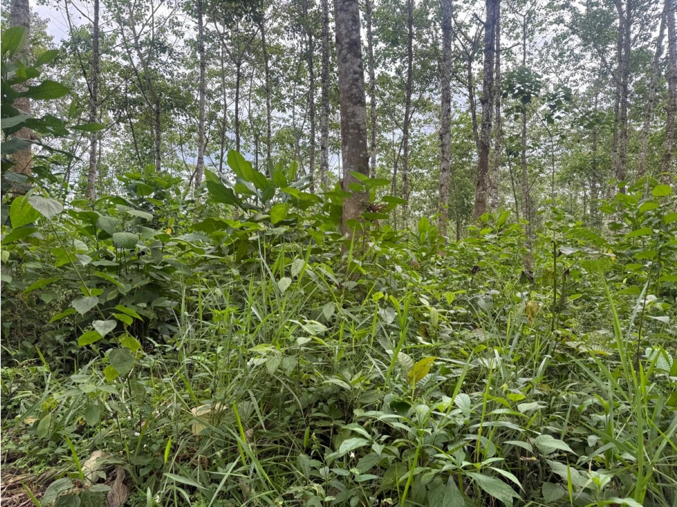 Pedro Vicente Maldonado, Hacienda, 116 Hectareas, 160.000m2 - 1