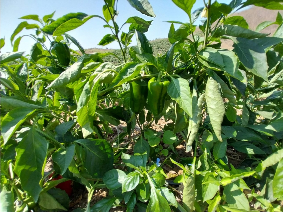 Finca Agrícola en Venta , Vía Calicanto Santa Elena 31,88 hectáreas - 3