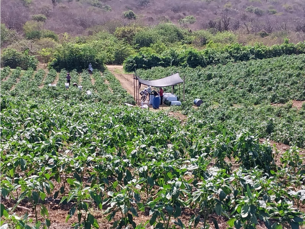 Finca Agrícola en Venta , Vía Calicanto Santa Elena 31,88 hectáreas - 4