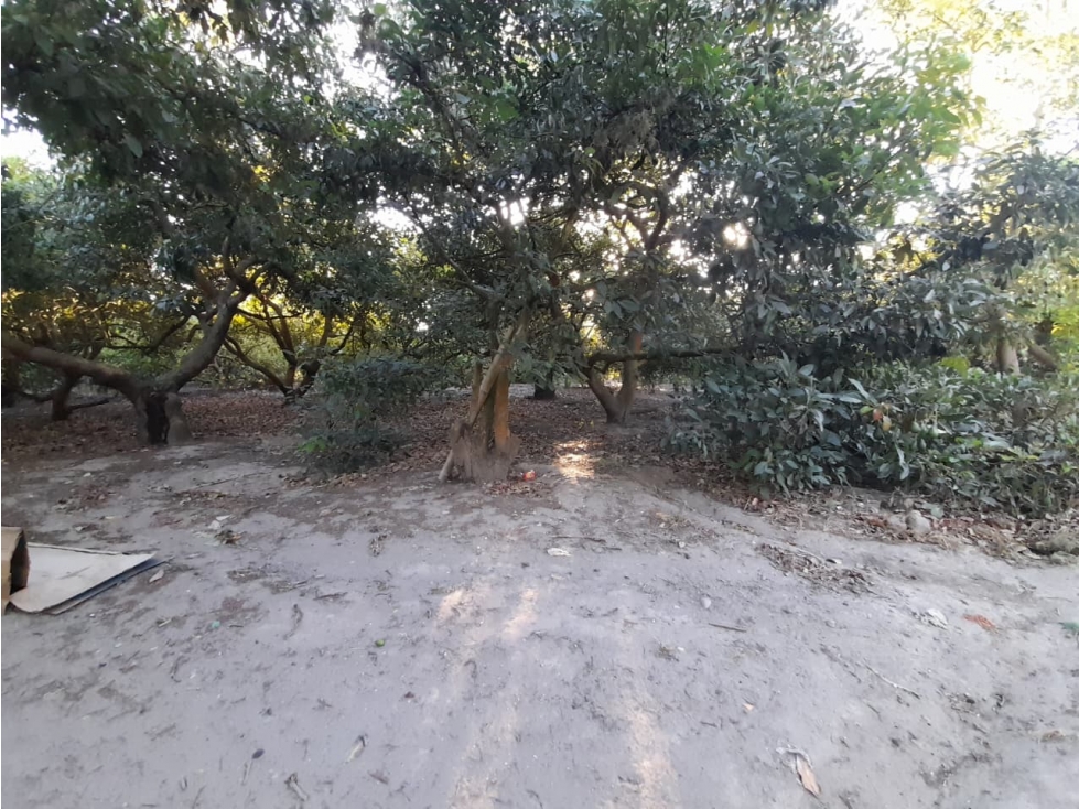 Guayllabamba, Terreno de 2 Hectareas, 20000m2 - 4