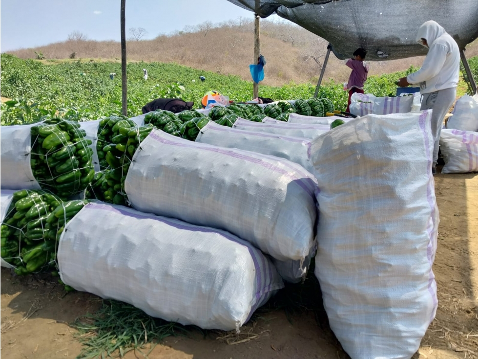 Finca Agrícola en Venta , Vía Calicanto Santa Elena 31,88 hectáreas - 5